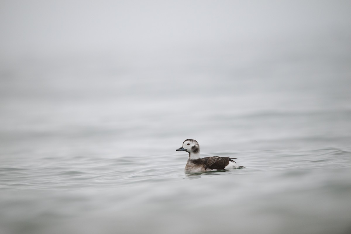 Long-tailed Duck - ML612945822