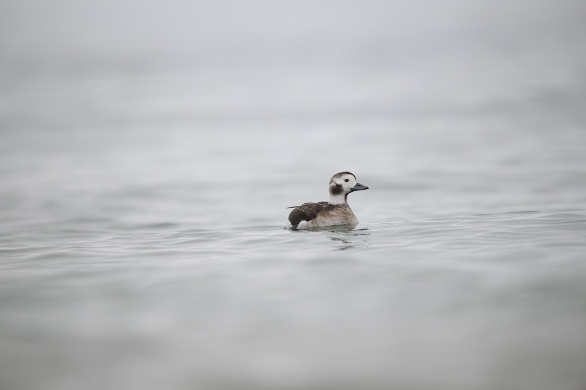 Long-tailed Duck - ML612945824