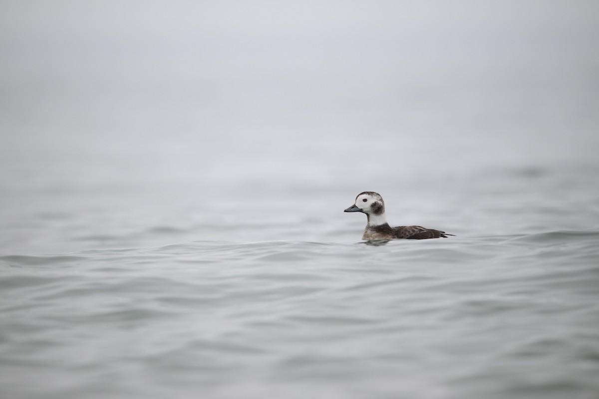 Long-tailed Duck - Nick Teague