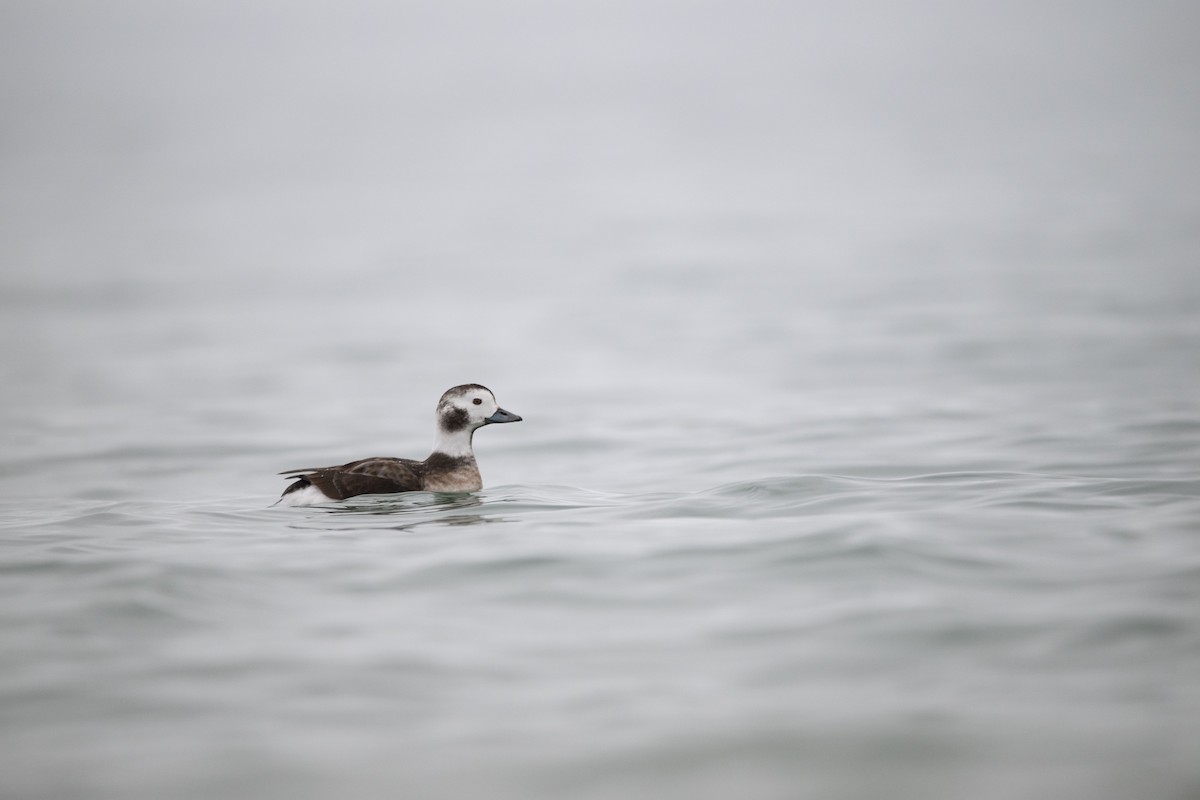 Long-tailed Duck - ML612945832