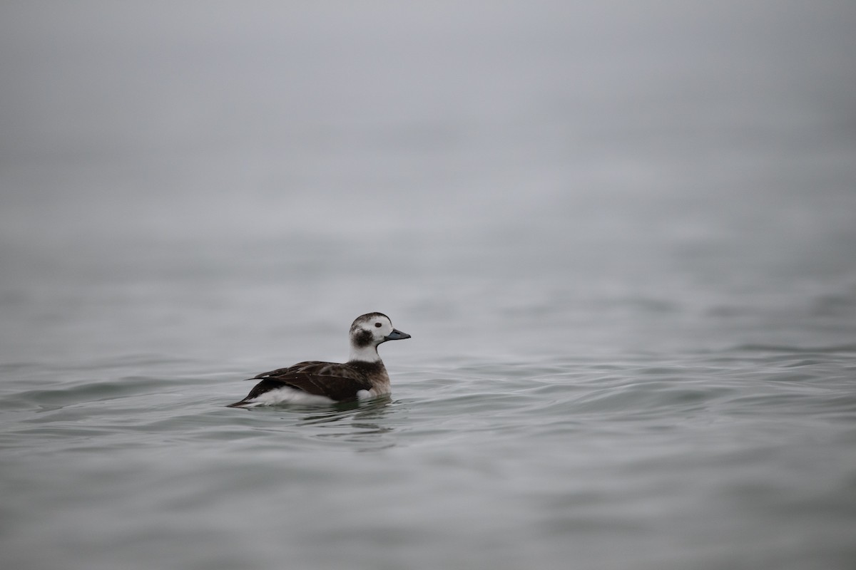 Long-tailed Duck - ML612945833