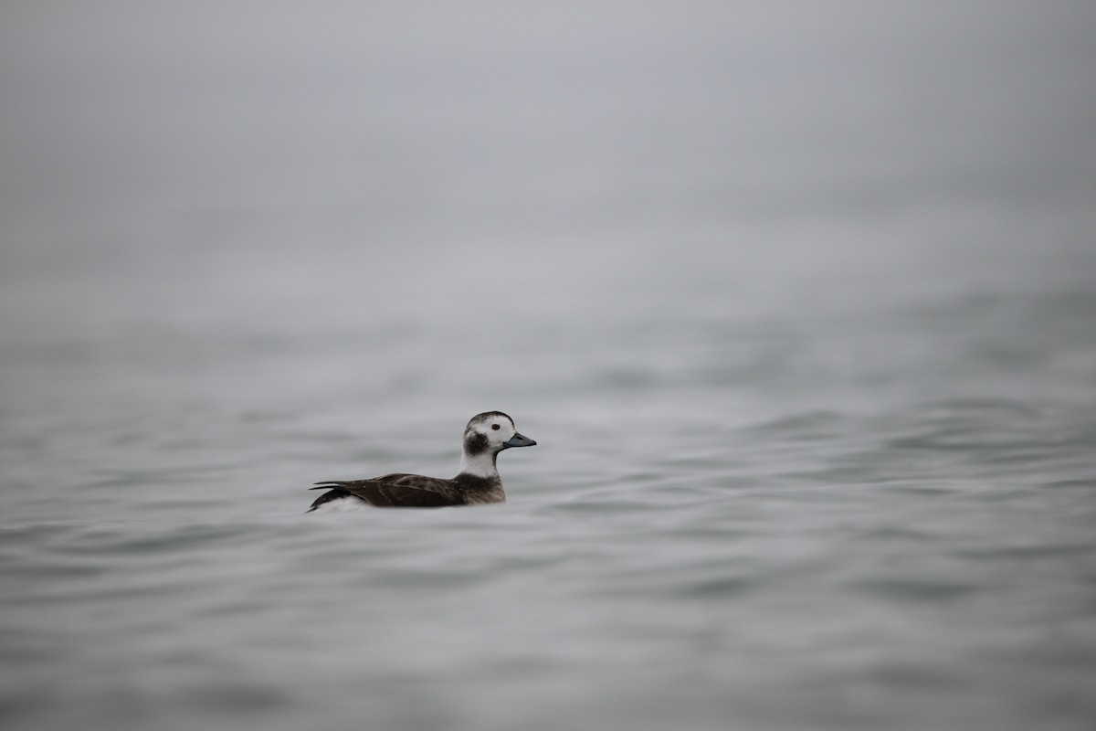 Long-tailed Duck - ML612945836