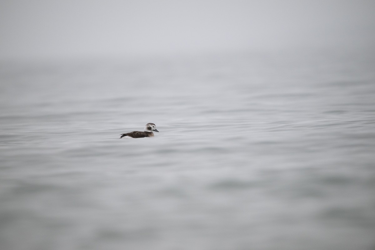 Long-tailed Duck - ML612945840