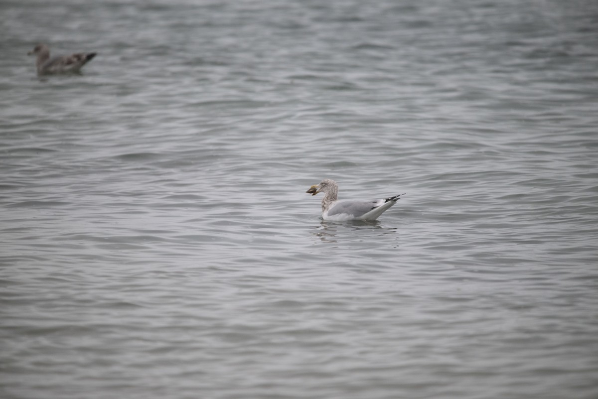 Herring Gull (American) - ML612945848