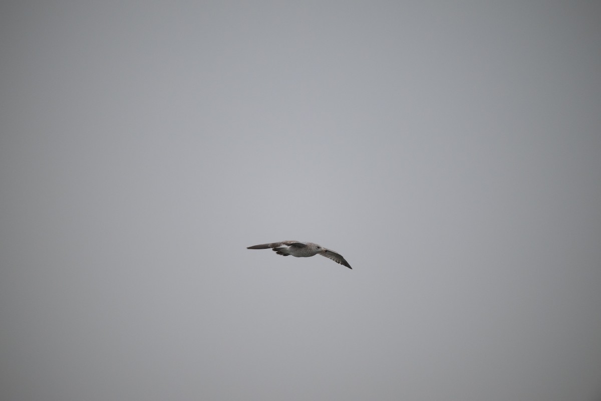 Ring-billed Gull - ML612945853