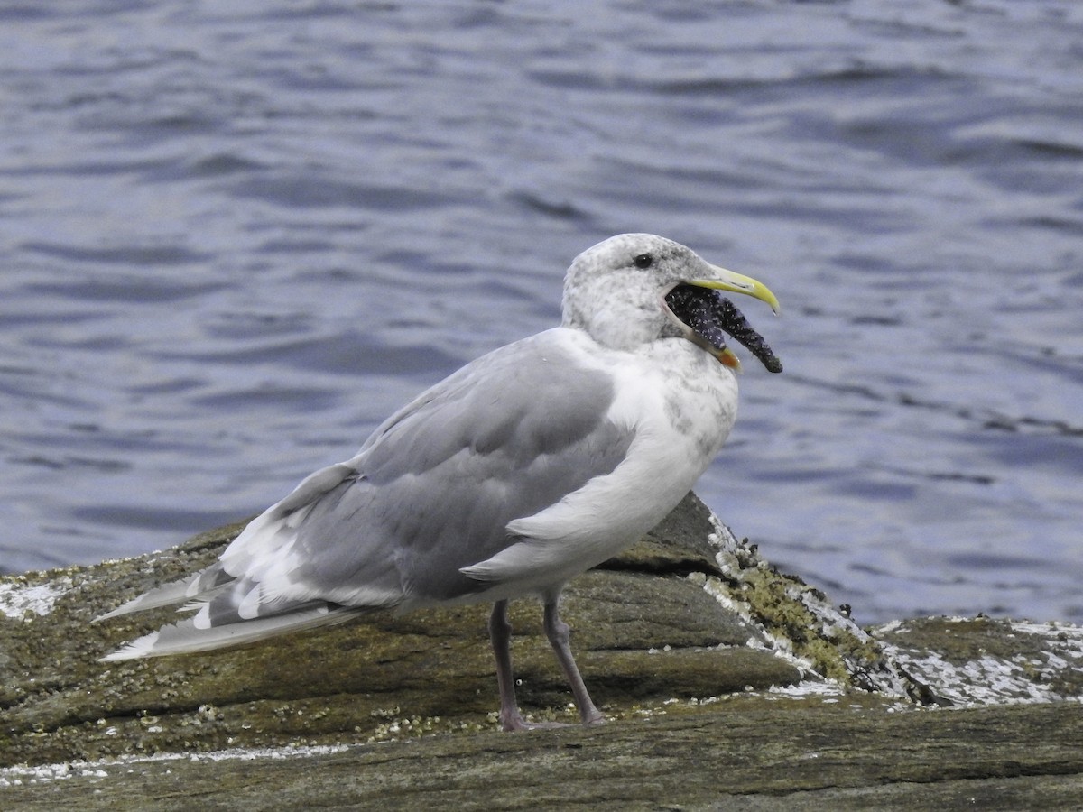 Glaucous-winged Gull - Sebastián Pardo