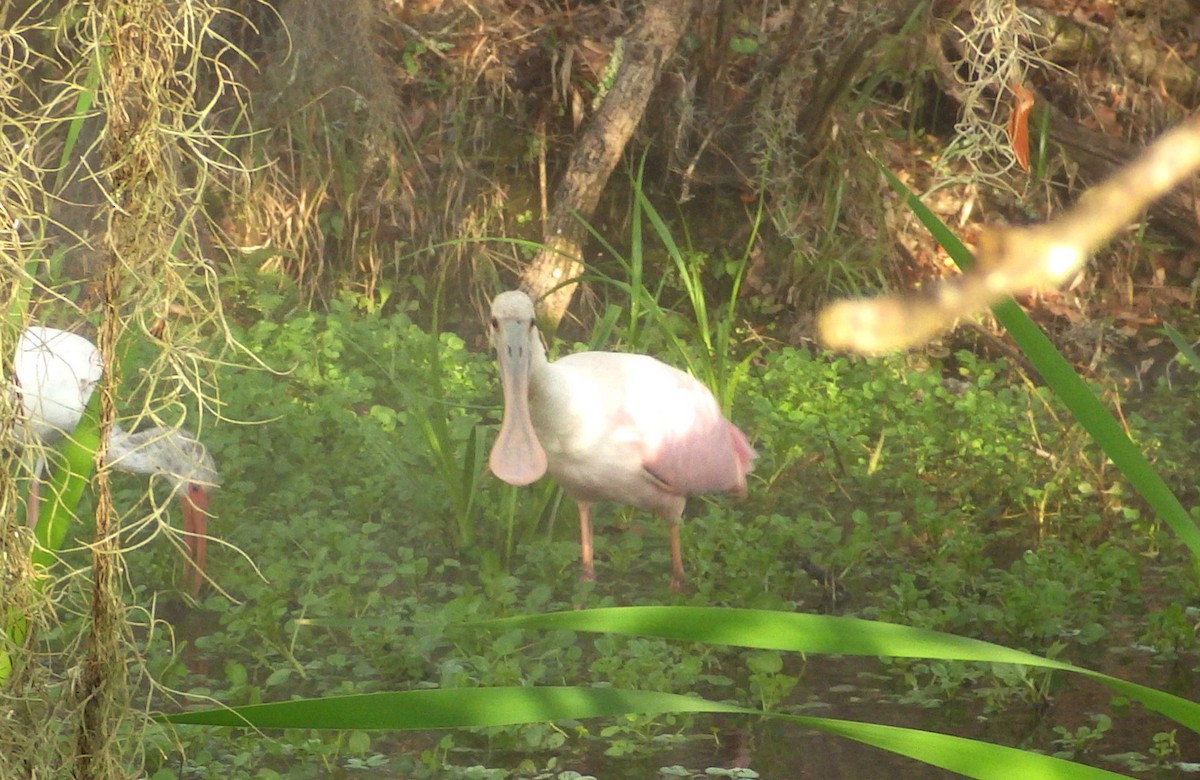 Roseate Spoonbill - ML612945855