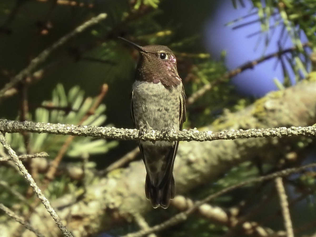 Anna's Hummingbird - Sebastián Pardo