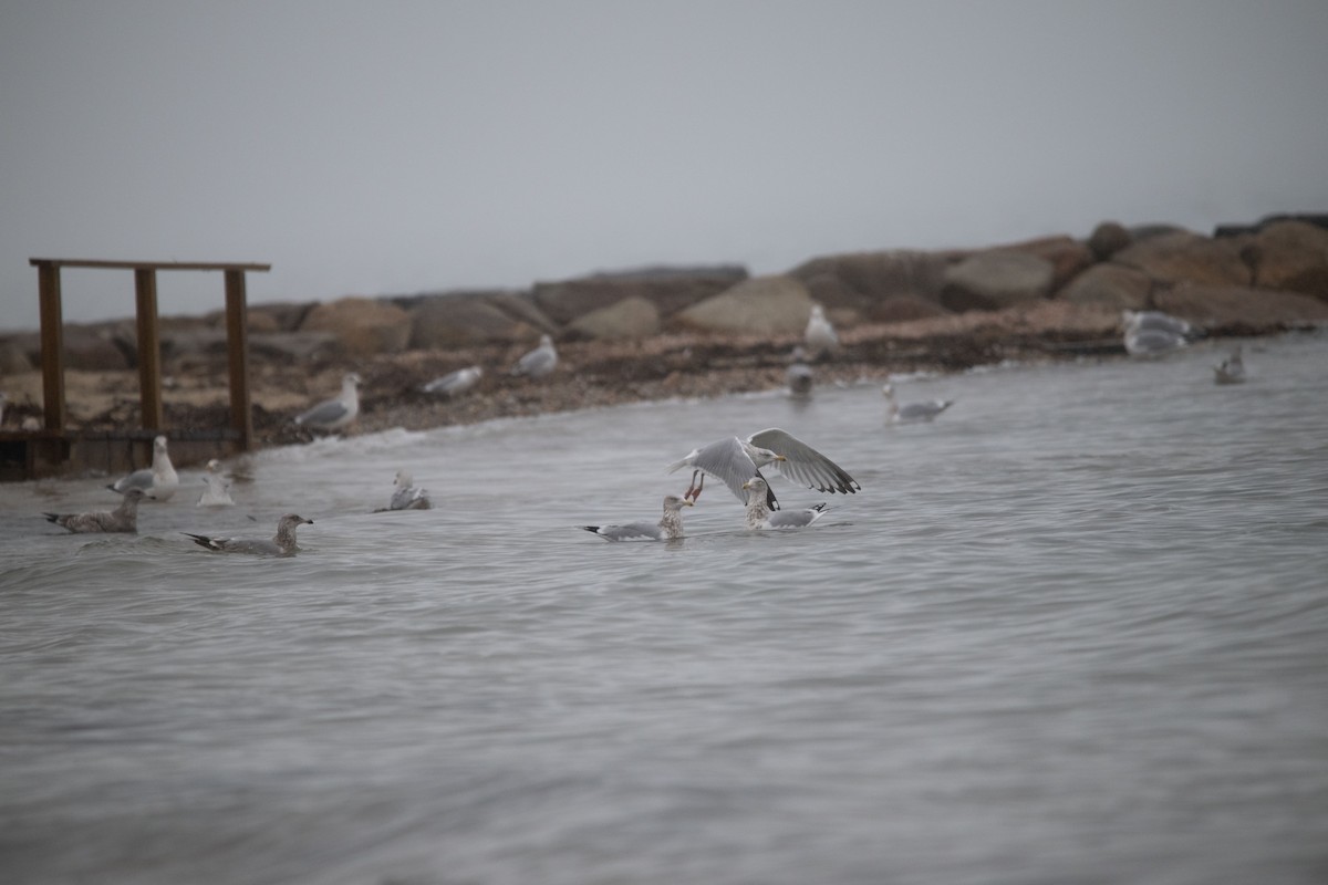 Herring Gull (American) - ML612945884