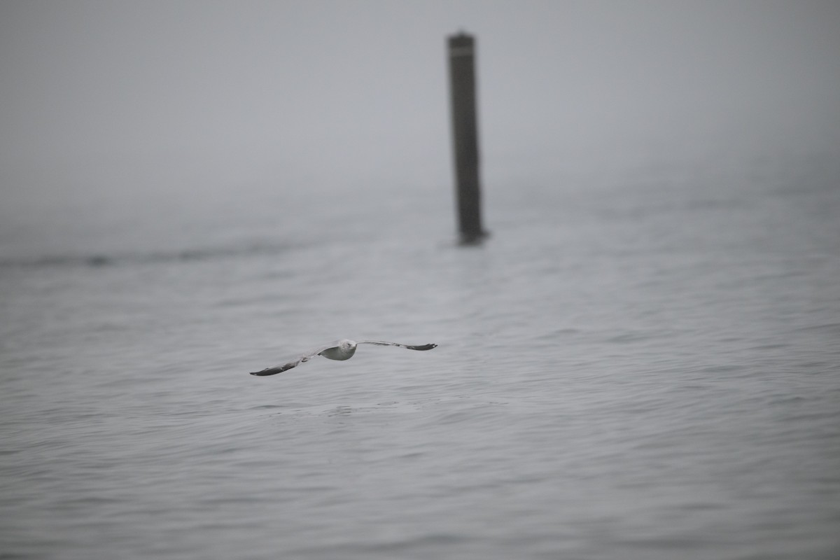 Ring-billed Gull - Nick Teague