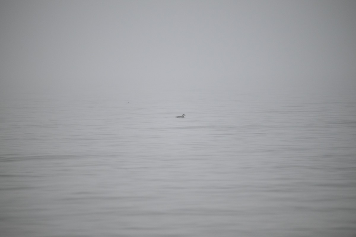 Common Loon - ML612945891