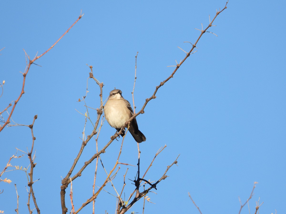 Northern Mockingbird - ML612945892