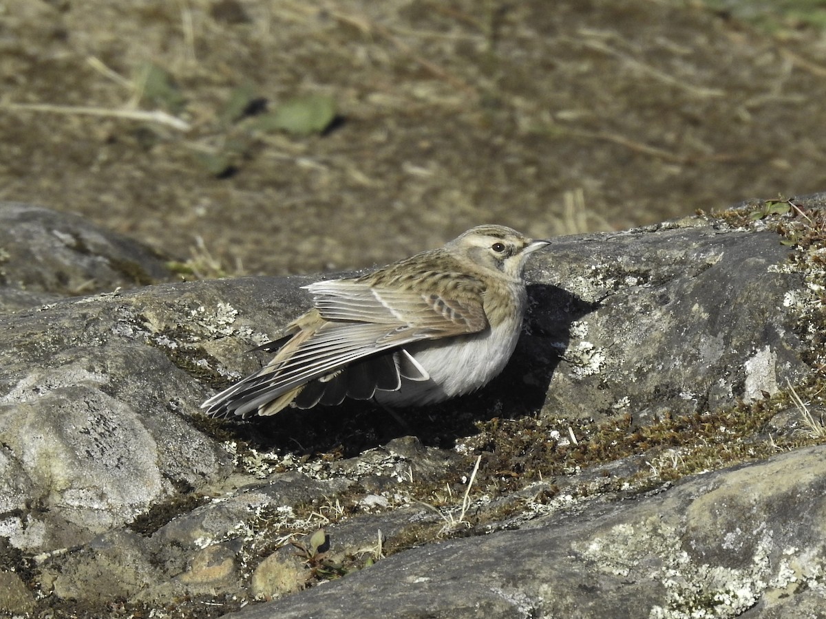 Horned Lark - Sebastián Pardo