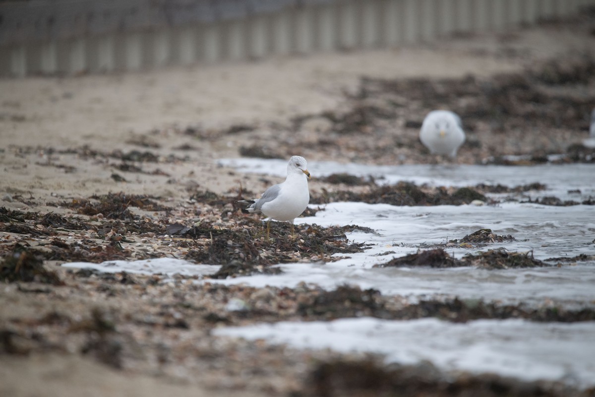 Ring-billed Gull - ML612945908