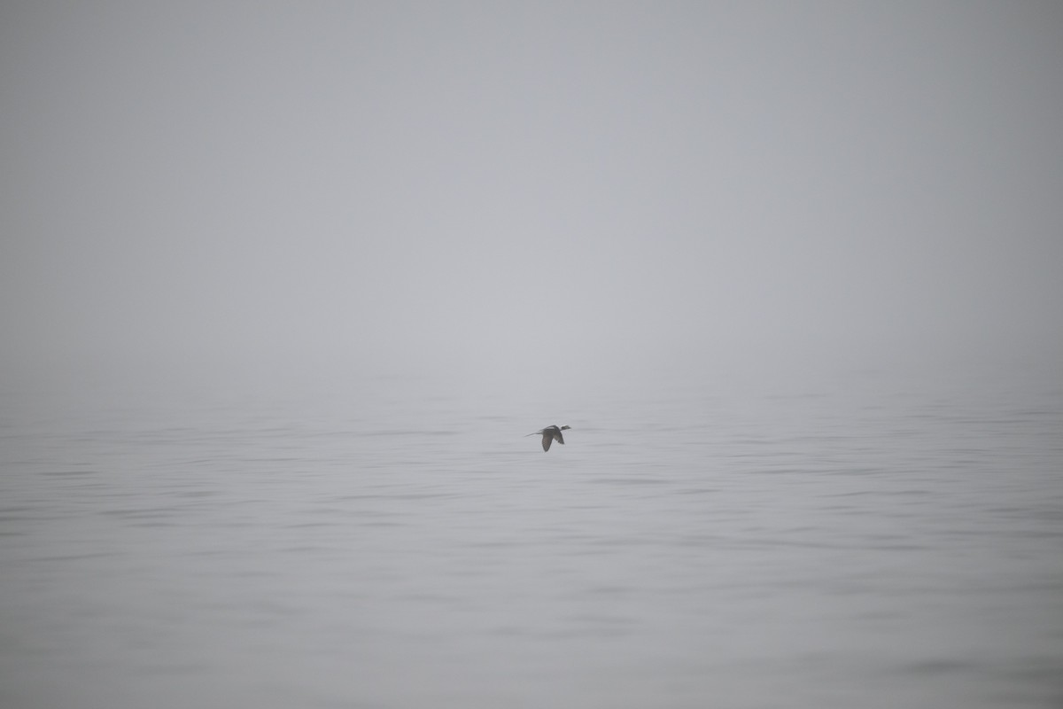 Long-tailed Duck - Nick Teague