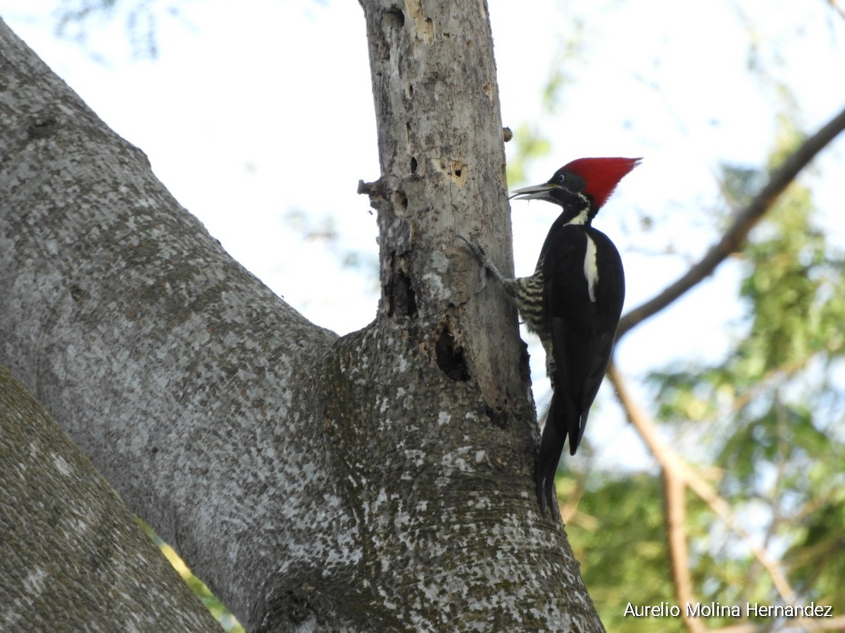 Lineated Woodpecker - ML612945932