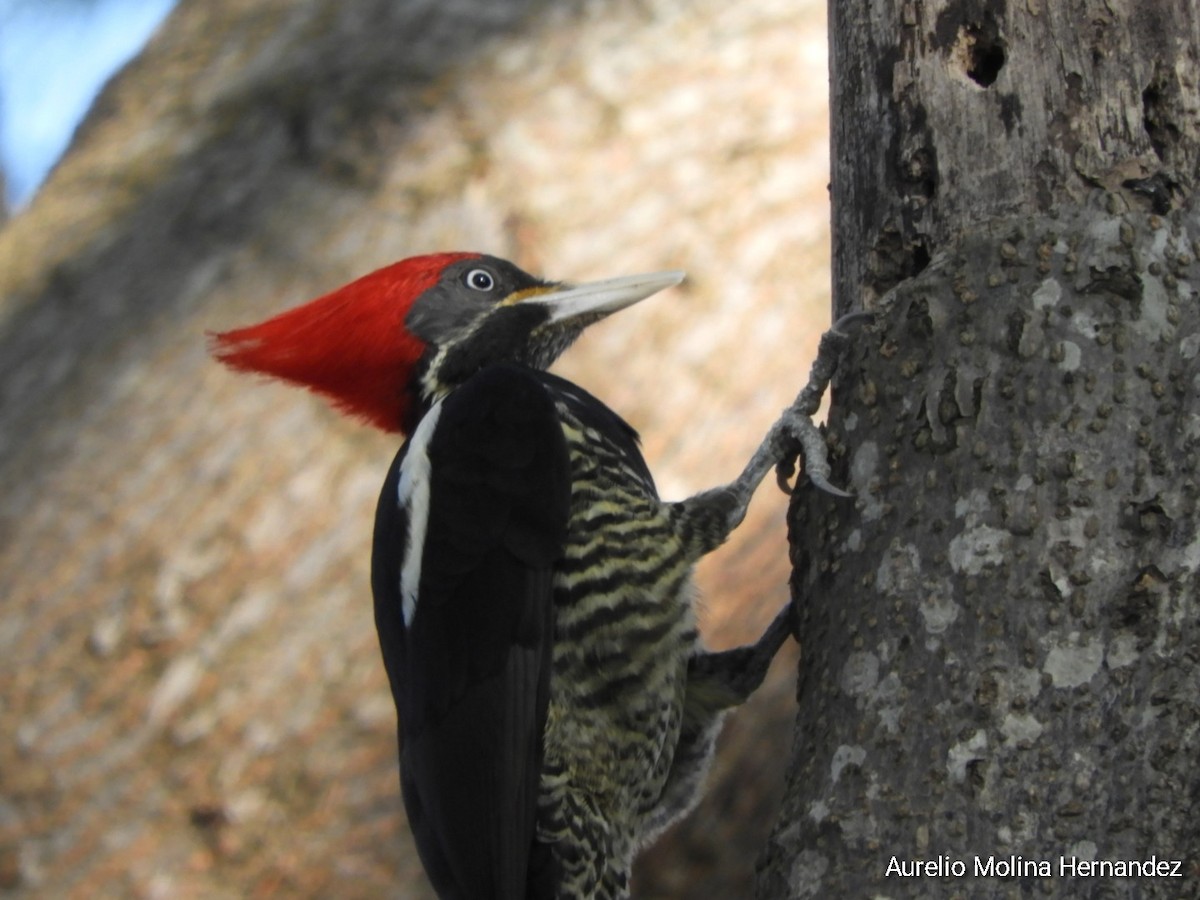 Lineated Woodpecker - Aurelio Molina Hernández
