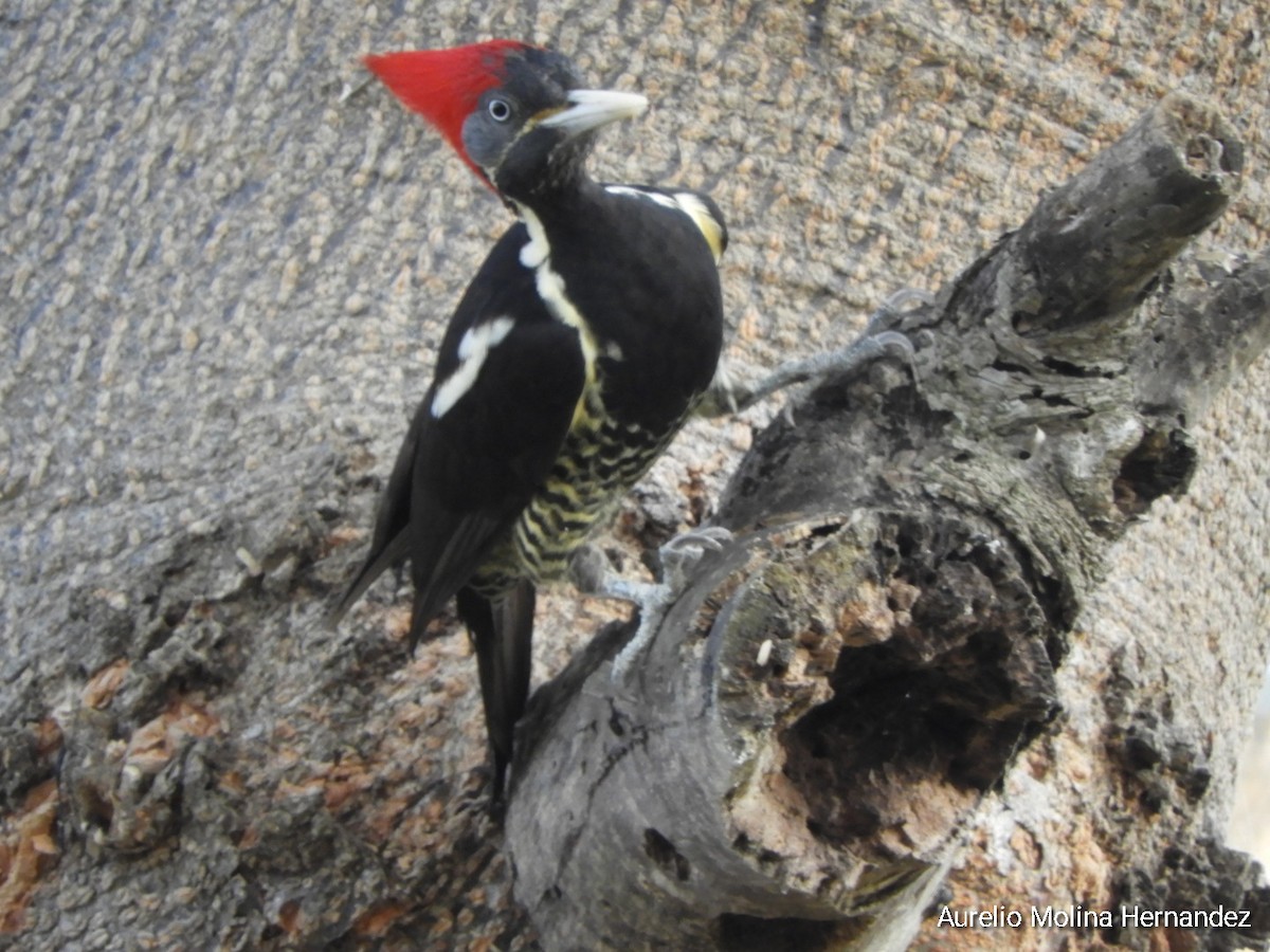 Lineated Woodpecker - ML612945935