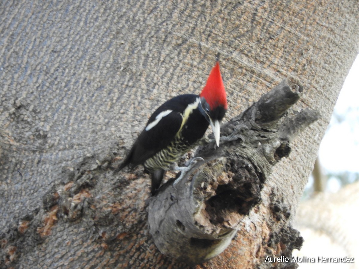 Lineated Woodpecker - ML612945938