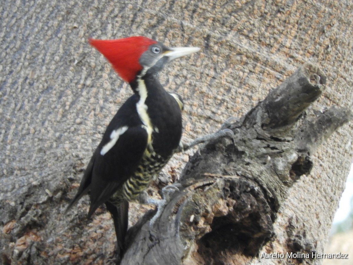 Lineated Woodpecker - ML612945939