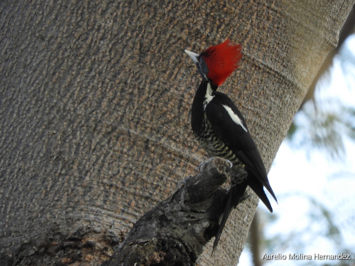 Lineated Woodpecker - ML612945940