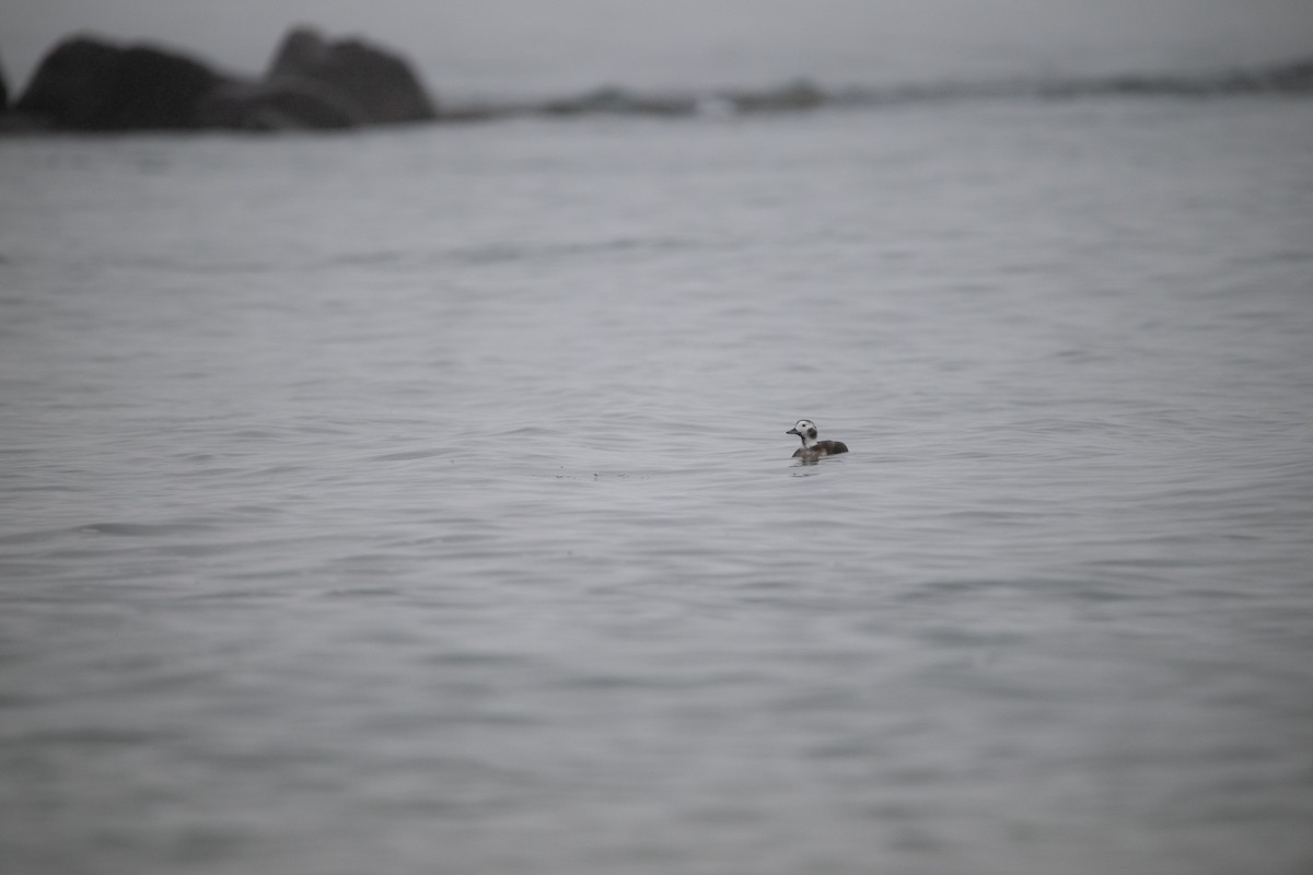 Long-tailed Duck - ML612945946