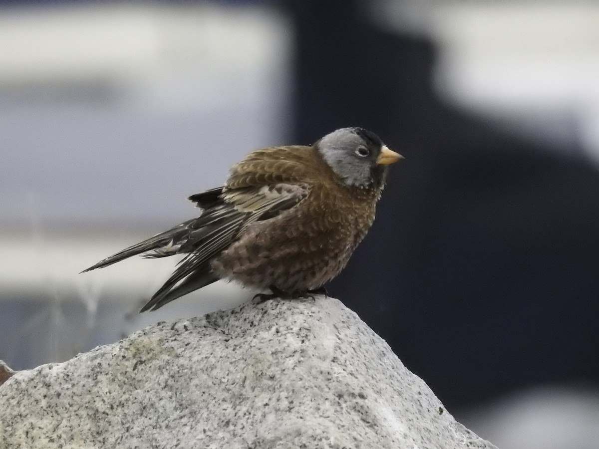 Gray-crowned Rosy-Finch (Hepburn's) - Sebastián Pardo