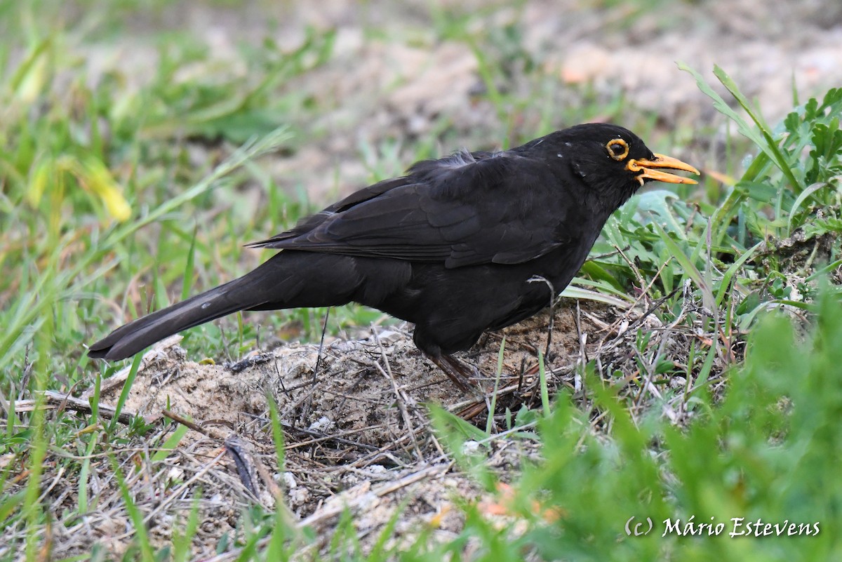 Eurasian Blackbird - ML612946058