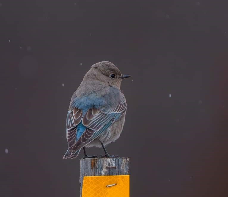 Mountain Bluebird - ML612946067