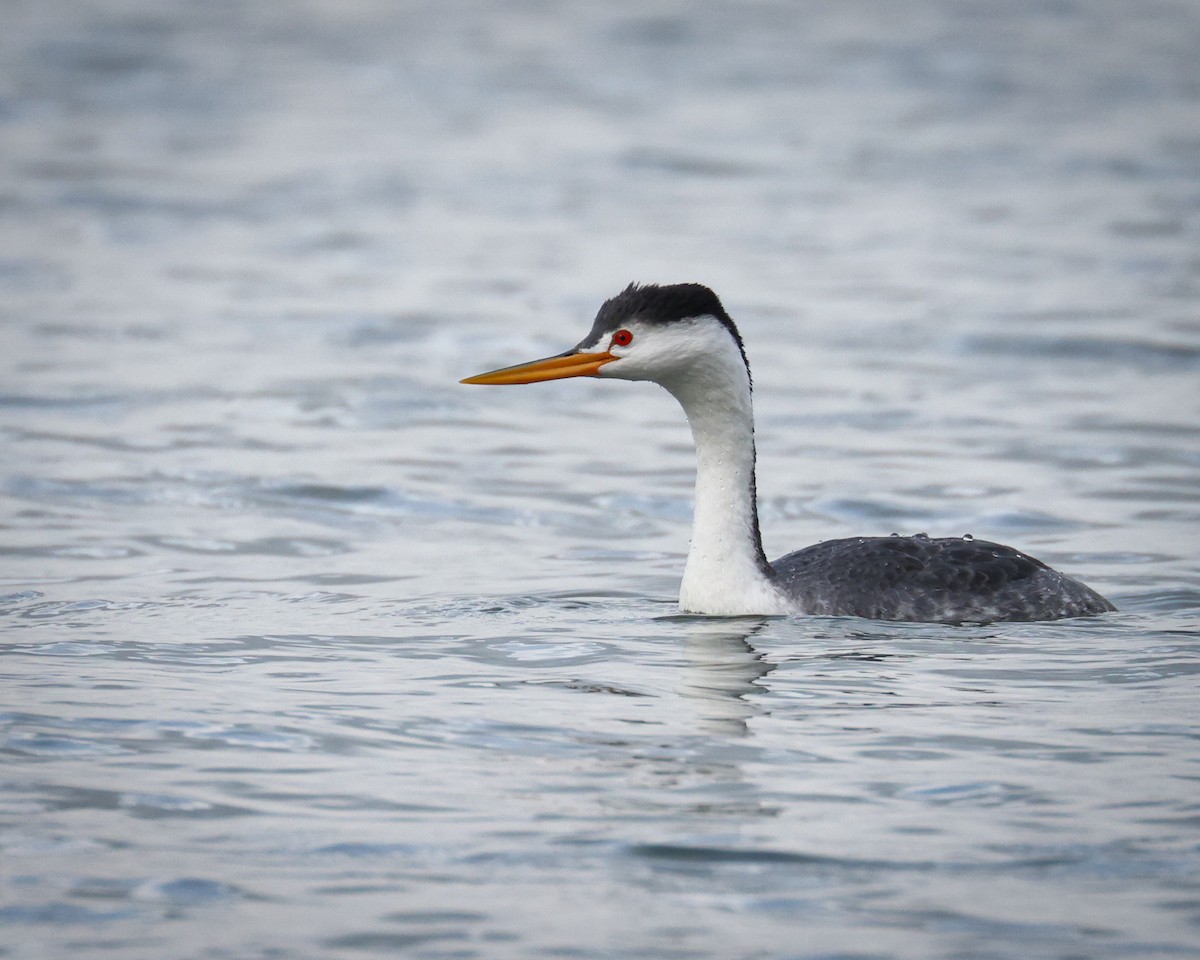 Clark's Grebe - patrick barry