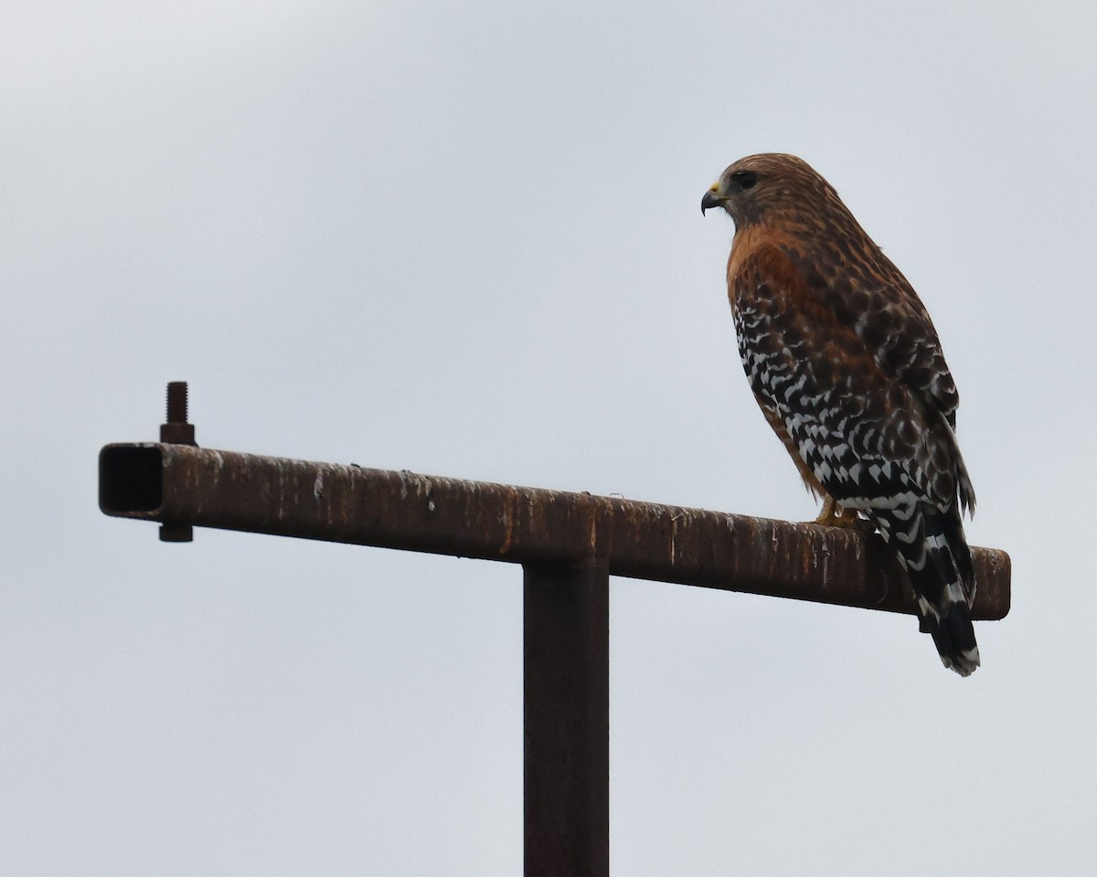 Red-shouldered Hawk - patrick barry