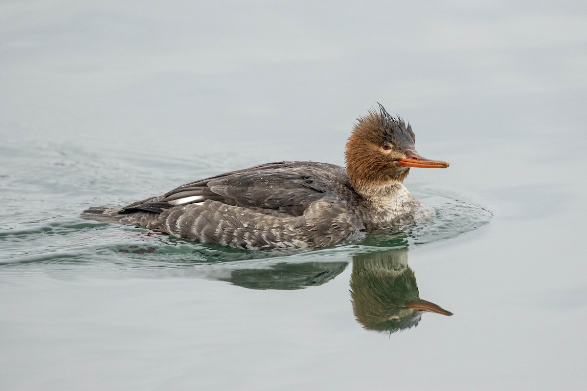 Red-breasted Merganser - ML612946140