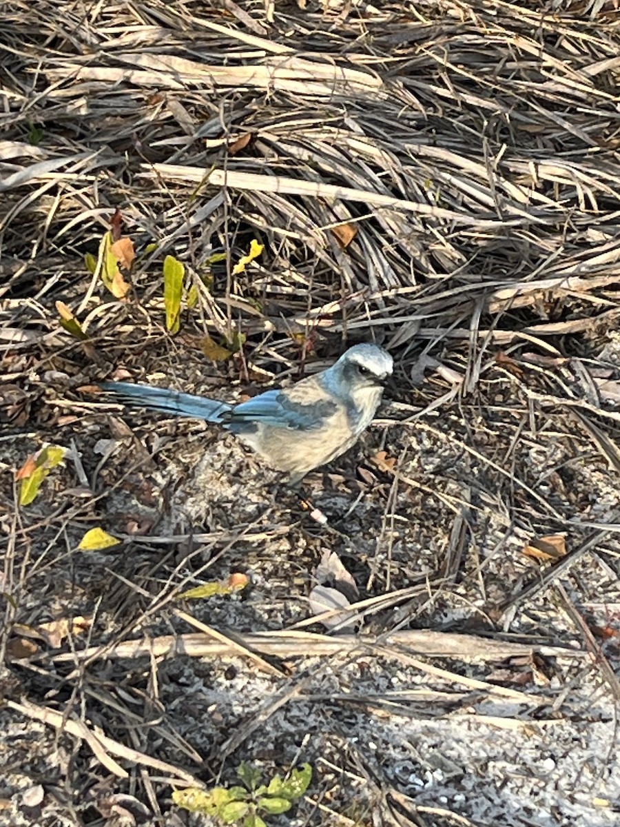 Florida Scrub-Jay - ML612946190