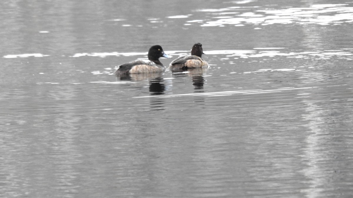 Greater Scaup - ML612946214