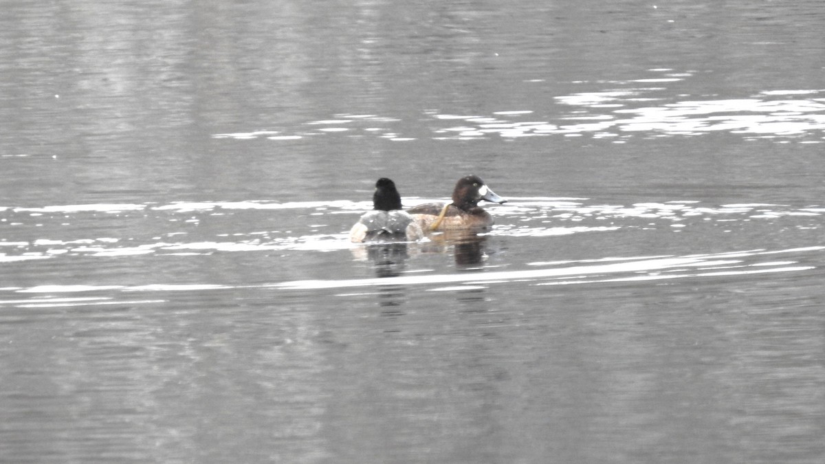 Greater Scaup - ML612946215
