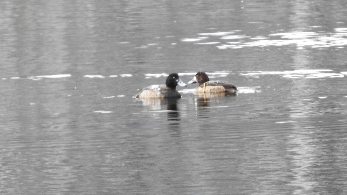 Greater Scaup - ML612946216