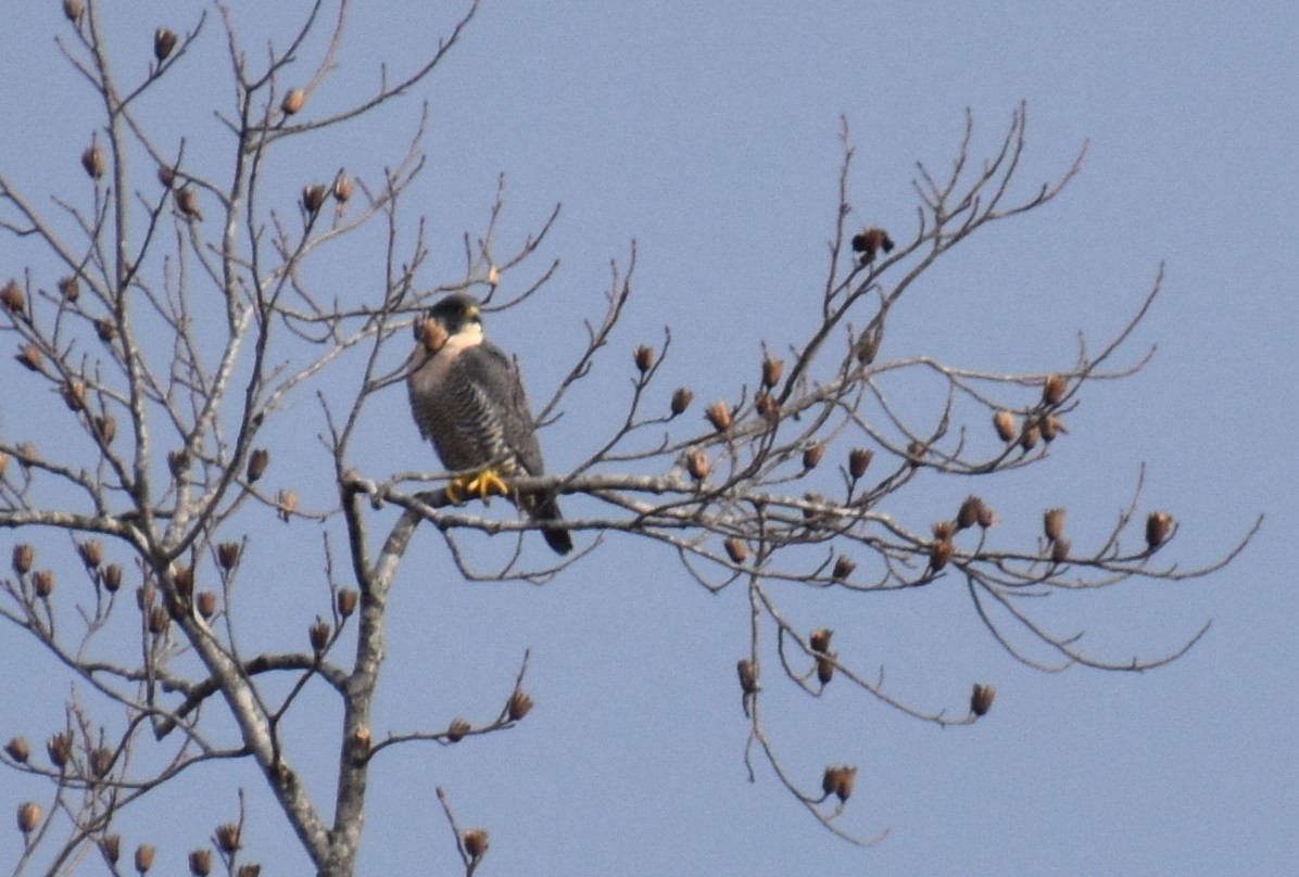 Peregrine Falcon - ML612946232