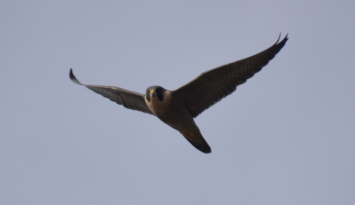 Peregrine Falcon - ML612946237