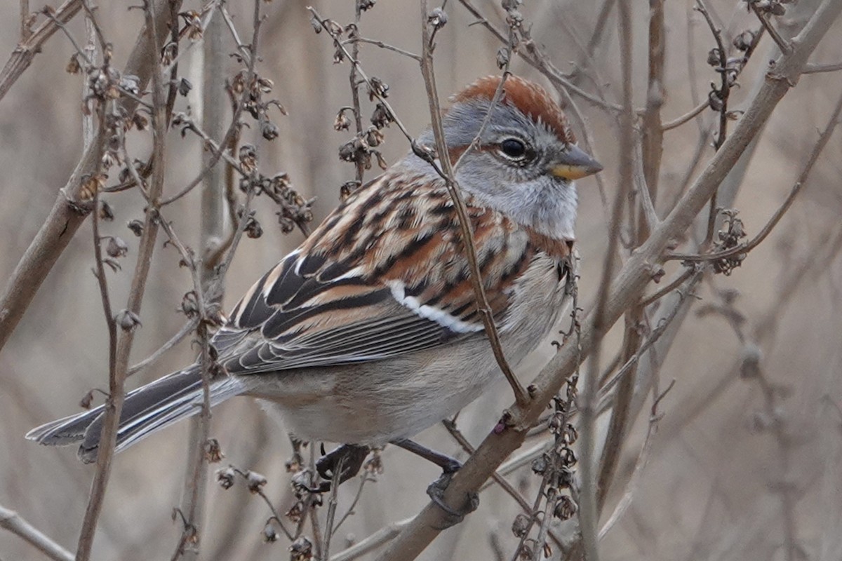 American Tree Sparrow - B P