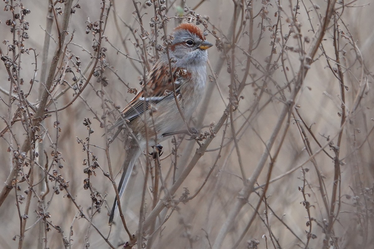 American Tree Sparrow - ML612946244