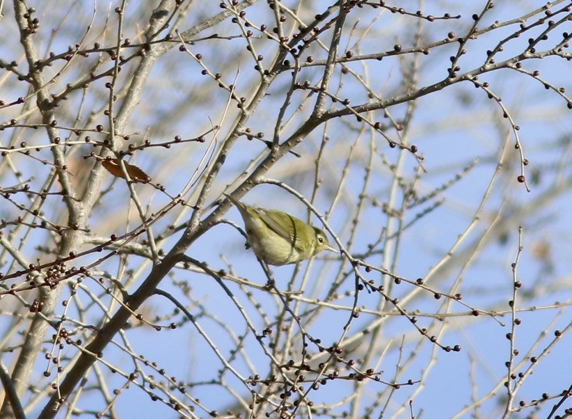 Tennessee Warbler - ML612946253