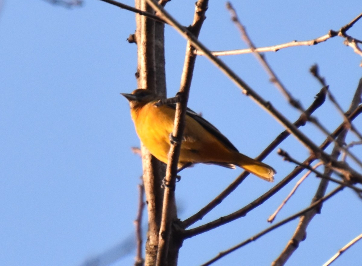Baltimoretrupial - ML612946298