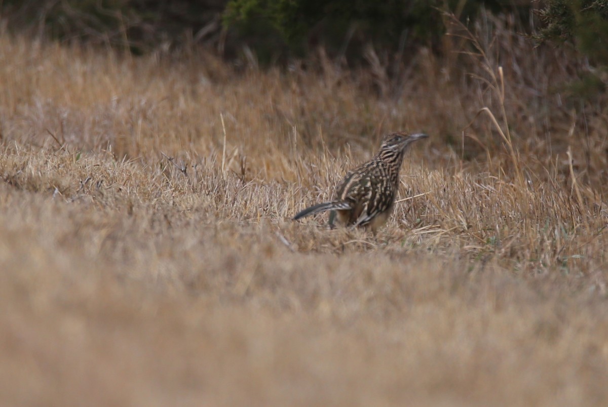 Greater Roadrunner - ML612946426