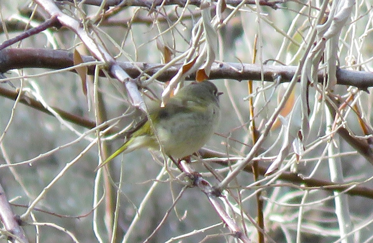 Rubingoldhähnchen - ML612946437
