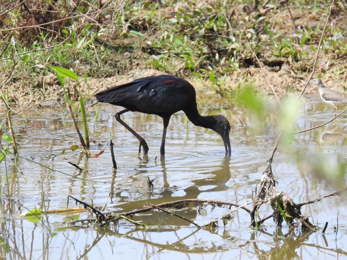 Glossy Ibis - Amilcar Santos-Morales