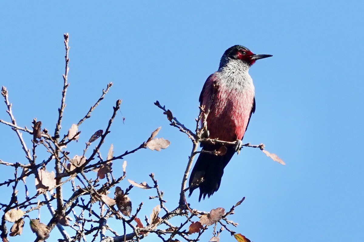 Lewis's Woodpecker - Susan Goodrich