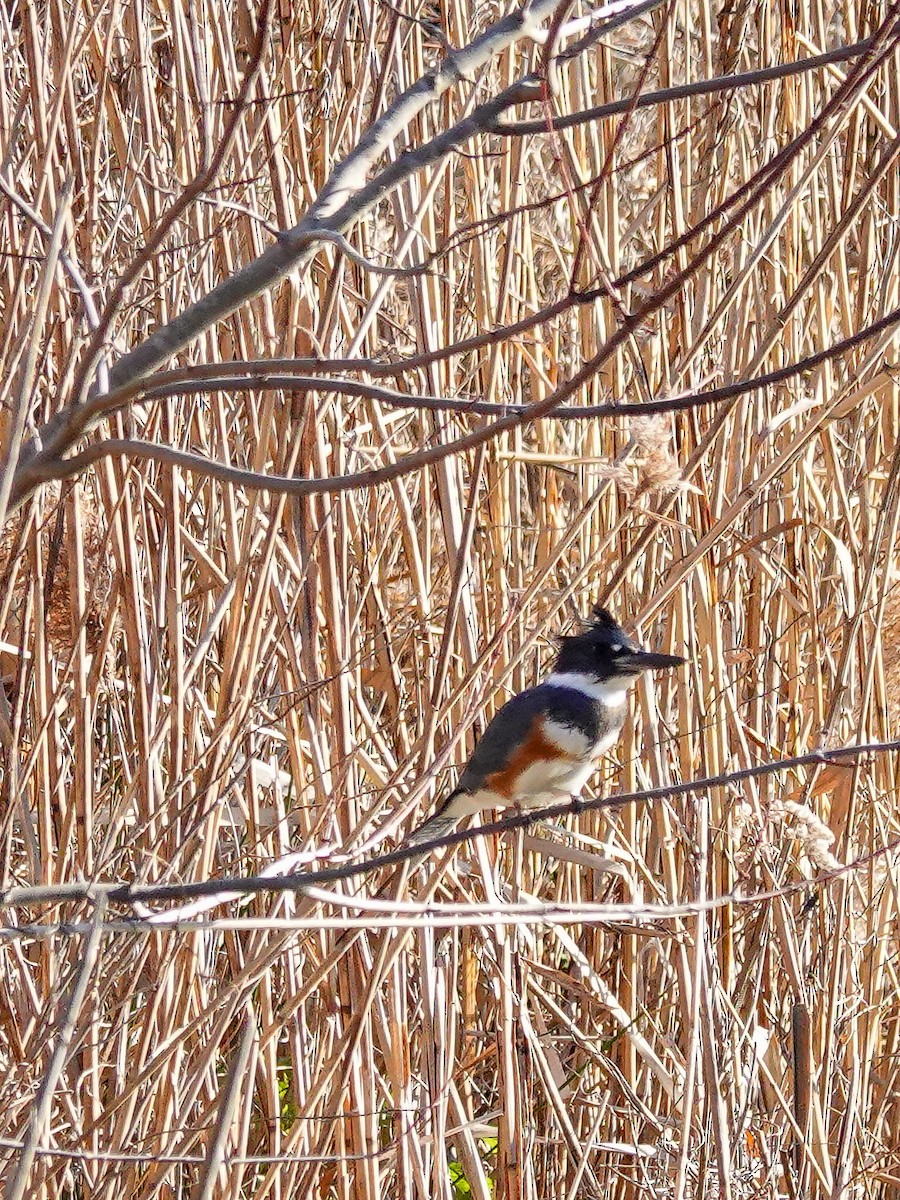 Belted Kingfisher - Kathleen Horn