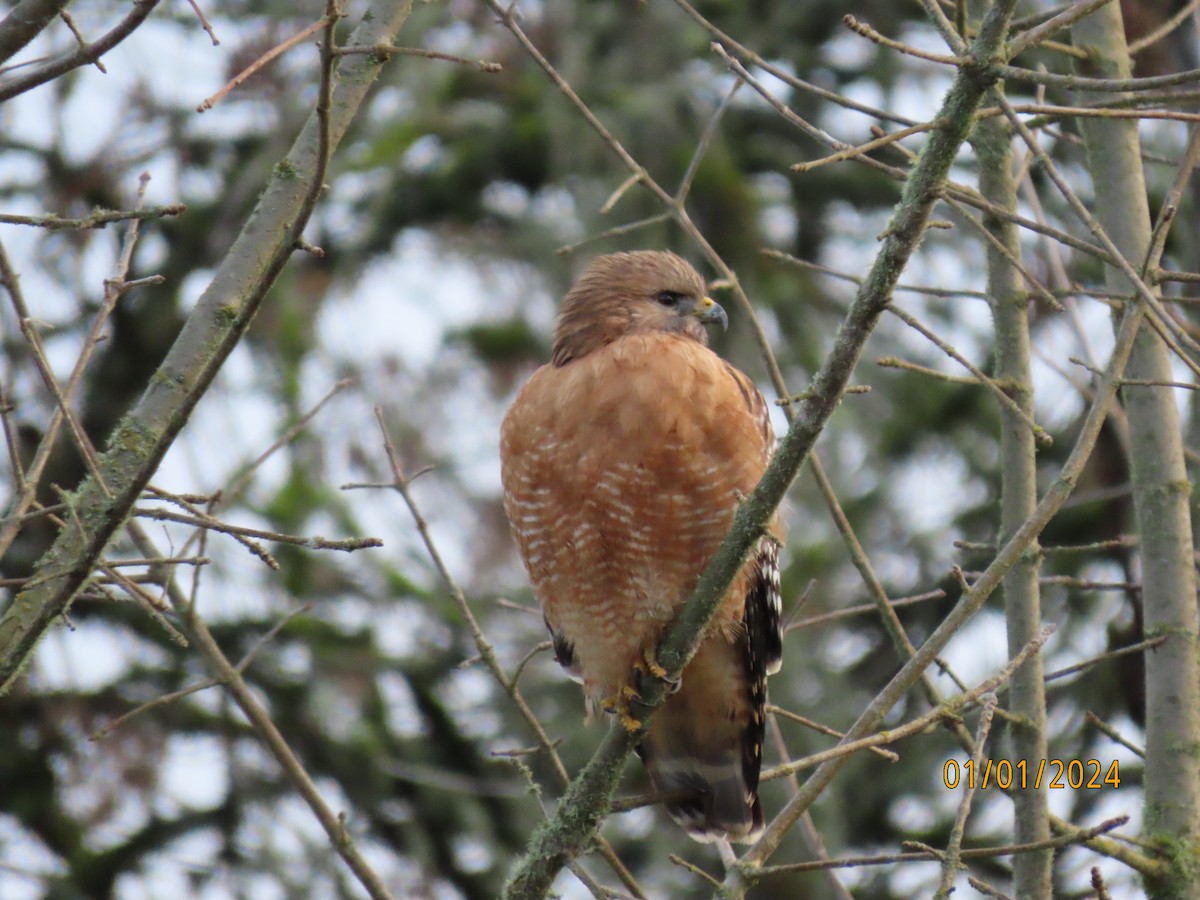 Red-shouldered Hawk - ML612946608