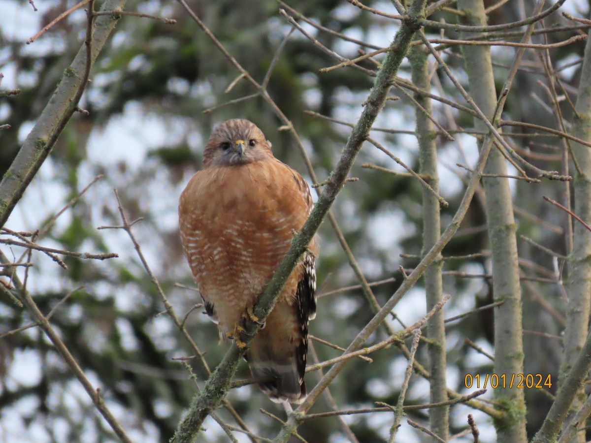 Red-shouldered Hawk - ML612946609