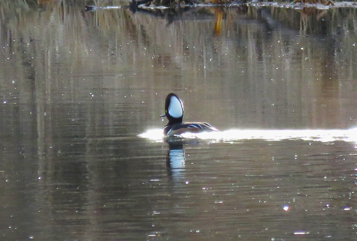 Hooded Merganser - ML612946617